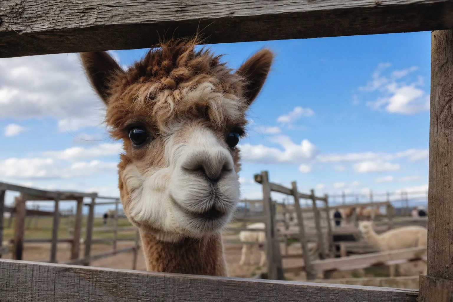 Alpaca Secures $135 Million to Build AI-Native Brokerage Infrastructure
